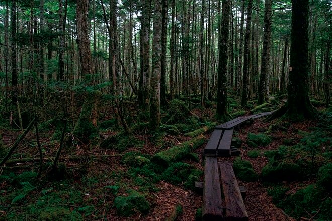 【この秋、絶対！ 八ヶ岳】第7回「縞枯山」 縞枯模様と苔の森を歩く不思議な山の画像001