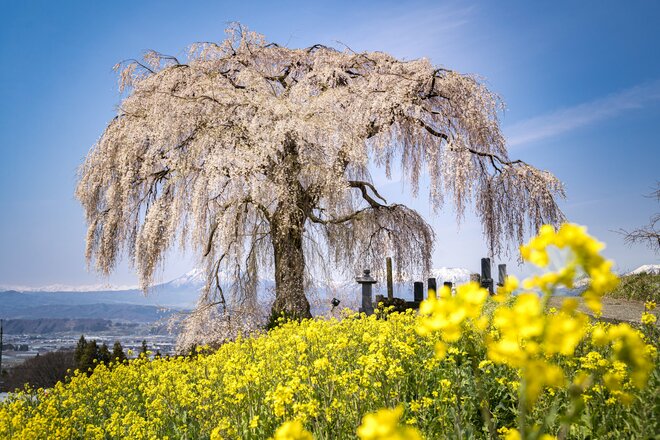 【ゴールデンウィーク直前】北信濃・春の絶景スポット4選！  「雪国にも遅い春がやってくる」千曲川の情緒あふれる花の景色 2022年・長野県の画像001