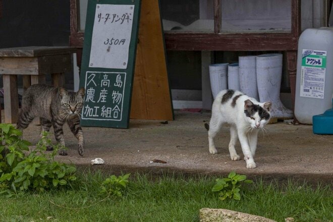 「小満芒種（スーマンボース）の猫島散歩」あちこちに聖地や御嶽が点在する特別な島の猫たちは、沖縄の神々と連絡を取り合っているのか……【琉球島猫百景 vol.15／沖縄県南城市知念】の画像010