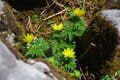 【まるで異世界な花の百名山】羊の群れのような石灰岩と可憐な福寿草が出迎えてくれる名峰「霊仙山」【今日も山旅気分 vol.39】の画像001
