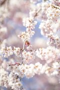 桜の開花ラッシュ直前！ 「心に残る“サクラ”写真を撮るために」“プロが教える ”違いが出る！撮影ひと工夫【2022年】の画像002