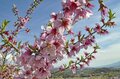 春爛漫と思いきや寒の戻り！？ GWにかけて気温が乱高下の予報「変化が大きい春は花々と新雪の共演も」【2023年】の画像003