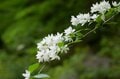 山中の植物に「春から初夏への移り変わり」を感じるお手軽ハイキングルート＜奥多摩・御前山＞の画像002