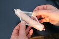 ギョニソは缶詰の仲間だ！「人気急上昇中の魚肉ソーセージ」 その秘密とは？【缶詰博士の缶たん”CAN”P料理 vol.61】の画像001