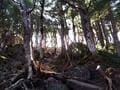 苔と紅葉、絶景の三拍子が揃う秋の「にゅう」 幻想的な白駒池やユニークな山名も人気！  北八ヶ岳・日帰りハイキング「現地レポ」の画像002