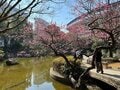 入江聖奈選手にも見せたい！ 冬眠から覚めたカエルのガチバトル【春だョ！ 全員集合】 気になるぅ！ 恋の行方・マッチングアプリ不要のお相手探しの画像001