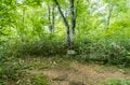【夏休み】涼を求めて！ 猛暑からの逃避行「滝めぐり・奥志賀渓谷で原生林トレッキング」長野県・志賀高原の画像007