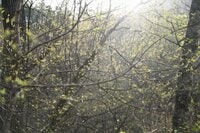 【連休明けハイキングはここに注目】5月の山の楽しみは景色だけじゃなくて「目の前」にもある＜樹上編＞