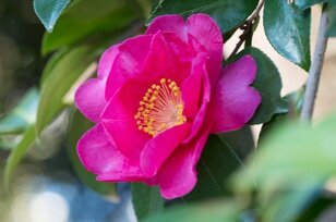 【この花はツバキ？ それともサザンカ？】身近な冬の花を簡単に見分ける方法とは