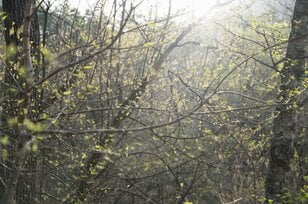 【連休明けハイキングはここに注目】5月の山の楽しみは景色だけじゃなくて「目の前」にもある＜樹上編＞