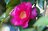 【この花はツバキ？ それともサザンカ？】身近な冬の花を簡単に見分ける方法とはの画像006