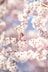 桜の開花ラッシュ直前！ 「心に残る“サクラ”写真を撮るために」“プロが教える ”違いが出る！撮影ひと工夫【2022年】の画像002