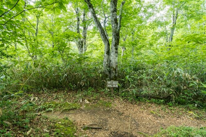 【夏休み】涼を求めて！ 猛暑からの逃避行「滝めぐり・奥志賀渓谷で原生林トレッキング」長野県・志賀高原の画像007