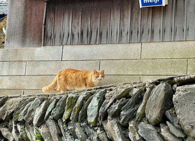 アート、ときどき島猫。男木島・女木島・豊島【「瀬戸内トリエンニャーレな旅（前編）」琉球島猫百景 vol.21〈特別編〉】の画像011