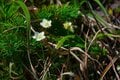 【ひと足先に、秋の山へ】荒々しい火山の雰囲気と美しい “魔女の瞳” のギャップに萌える山の旅＜福島・一切経山＞【今日も山旅気分 vol.43】の画像002