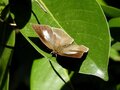 「冬のチョウは分厚い緑の葉の裏にいる」虫たちの厳しくもたくましい越冬【あなたのすぐそばにいる「季節の虫」の探し方 vol.1】の画像003