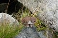 日本の山で見かける野生動物たち「あなたはどの動物にあったことがありますか？」 山の妖精オコジョから毒ヘビまでの画像005