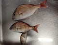 家族も喜ぶ「釣った魚をウマく持ち帰る方法」【3ステップで解説】鮮度維持のため「現場での処理＆保冷法」実践レポ！  実釣煮付け調理も！の画像001