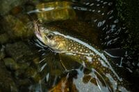 【渓流釣り】そぼ降る雨に潤う静かな森、穏やかな流れの美渓でフライフィッシング 「ちびっ子ばかりと油断していたら、岩陰に潜む大物も！」 新潟県｜2026年