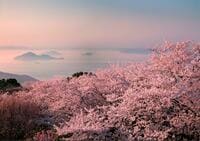 『NYタイムズ』が賞賛！「行くべき旅行先」世界第7位に輝いた桜の絶景名所「香川県・紫雲出山」の魅力を地元出身ライターが解説