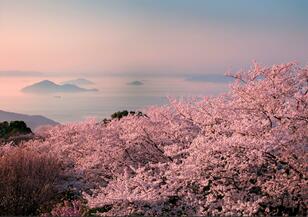 『NYタイムズ』が賞賛！「行くべき旅行先」世界第7位に輝いた桜の絶景名所「香川県・紫雲出山」の魅力を地元出身ライターが解説