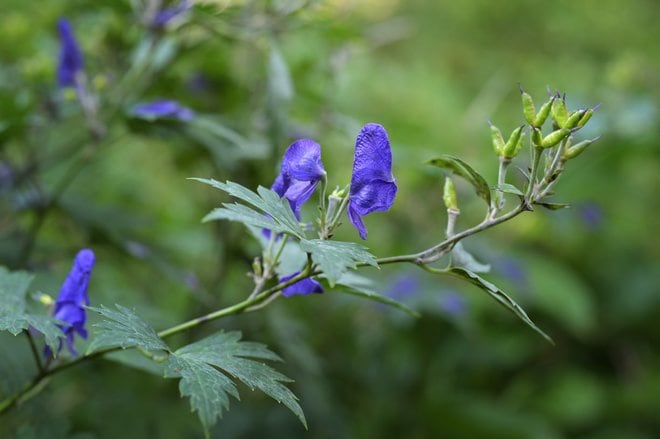 1時間で登れる「日本百名山」那須岳の花はすっかり「秋の気配」の画像007