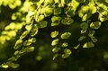 紅葉の季節！ 香りに誘われて見上げた空「お菓子のような甘い匂いのハートの葉」の正体は？の画像001
