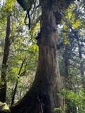 「呼ばれた人しか見られない」世界遺産・屋久島の縄文杉までの「往復10時間」トレッキングルポの画像001
