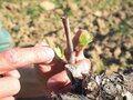 有機栽培の食材を使った極上の郷土料理！ アグリツーリズモでのワイナリー宿泊体験とトスカーナの絶景ドライブ【ブーツの国の街角で vol.10「ヴァル・ドルチャ」後編／イタリア・トスカーナ州】の画像013