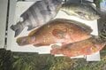 釣り仲間「これ試してみて」の一言で世界が一変！ 「カヤックフィッシング」 愛艇DIYに「魚群探知機」設置！  スペック比較＆実機での「意外な釣果」とは！？の画像012
