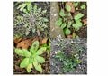 「冬にだけ見られる野草の美しい姿 “ロゼット”とは？」寒くても子どもと一緒に自然を満喫！「冬のおすすめ生き物観察」3選【キジ博士のナチュラリスト入門 vol.9】の画像002