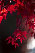 盛れる写真テク！  プロカメラマンがそっと教える「紅葉を印象的に綺麗に撮るコツ」の画像003