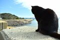 米CNN選出「世界6大猫スポット」のひとつ「相島」1周5.4㎞でも「ネコ密集＆過疎」エリアあり！「とことん戯れられる」3か所とは「現地レポ」の画像016