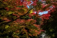 【3年連続】「全国No.1の紅葉スポット」鮮やかに染まる“もみじ湖”と“もみじのトンネル”《長野県・箕輪町》2022年