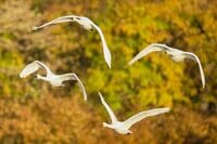 圧巻！ 城下町 鶴岡で色鮮やかに輝く里山をバックに4,000羽のハクチョウが空を舞う「地球温暖化で生まれた水鳥の楽園」を訪ねる 【山形県】2025年