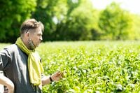 「八十八夜」まであと10日！「今年最初のお茶」という新鮮味を感じる日本の素敵な文化。それはワインのボジョレーヌーボーの解禁に似ている？【フランス人茶商の茶国漫遊記 vol.03「新茶の息吹に誘われて〜狭山茶」埼玉県日高市】