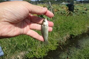 「ハス田」の小水路から次々と！  2時間で50匹 “柿の種サイズ” の「小ブナ」釣りで、豊かすぎる「里の秋」満喫！  親子にもおすすめ「数釣り」レポ！【茨城県・霞ヶ浦】