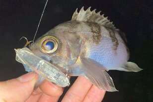 メバル釣り「メバルプラッギング」で釣果が期待できる「サスペンドプラグ」とは？  最大の魅力「レンジキープ力」と基本の誘い方