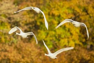 圧巻！ 城下町 鶴岡で色鮮やかに輝く里山をバックに4,000羽のハクチョウが空を舞う「地球温暖化で生まれた水鳥の楽園」を訪ねる 【山形県】2025年