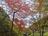 「京都のとなり」の静かな紅葉名所「丹波篠山もみじ三山」寺めぐり！  11月30日までの絶景「古刹の優美」現地レポの画像002