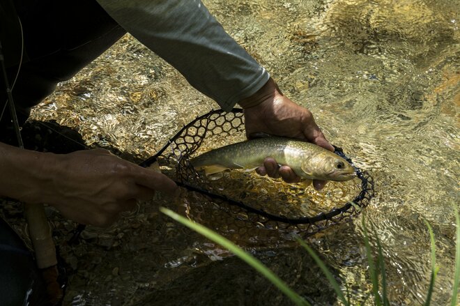 【渓流釣り】盛夏、ベスコンになった飛騨の渓へ 「蜘蛛の巣だらけだけど、尺イワナが連発！」 岐阜県・2025年の画像008