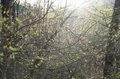 【連休明けハイキングはここに注目】5月の山の楽しみは景色だけじゃなくて「目の前」にもある＜樹上編＞の画像012