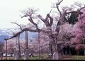 「がんの疑い」発覚から再び山に登るまで。手術から半年「釜の越桜」と「北岳」から得たヒントとは【体験談】の画像001