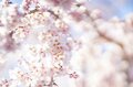 桜の開花ラッシュ直前！ 「心に残る“サクラ”写真を撮るために」“プロが教える ”違いが出る！撮影ひと工夫【2022年】の画像001