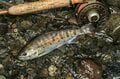 【秋色の山女】のんびりとした釣りの時間を軽井沢で過ごす「リゾートフィッシング」 長野県の画像001