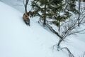  2022年「栂池ロープウェイ」早春運行開始が決定！ 「そこは標高1,800ｍ！ 雪に閉ざされた雲上の絶景へ」中部山岳国立公園・栂池高原スキー場の画像008