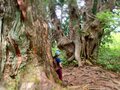 「緑の巨人」立山杉を訪ねて… 剱岳を見あげる中山を歩く＜富山県＞の画像005