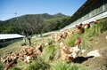 標高1,100mの農場で鶏を“平飼い”放牧！ 本当においしい卵は心身ともに健康で元気な鶏から産まれる！「やまなしアニマルウェルフェア認証制度」取材ルポ【山梨県 2022】の画像002