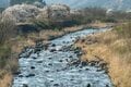 【渓流釣り】陽光きらめく春の渓でフライフィッシング「カゲロウ舞う川面からつぶらなヤマメが飛び出す！」【群馬県】の画像001