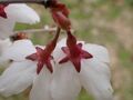 多摩にだけ自生する絶滅危惧種・幻の野生桜「タマノホシザクラ」が満開！ 都立公園にひっそりと咲く清楚な早咲き桜を見に行く【2023年・東京都】の画像004